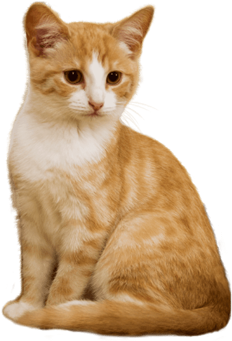Comprehensive Pet Care